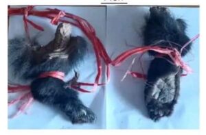 भालुको आखेटोपहारसहित दुई जना पक्राउ